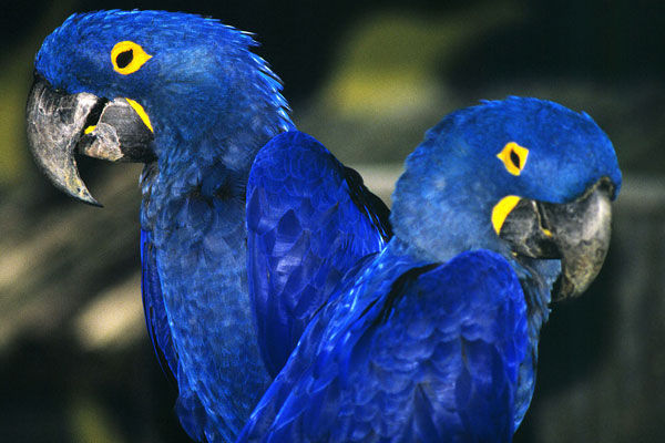 Blue Macaw – also known as the Hyacinth Macaw