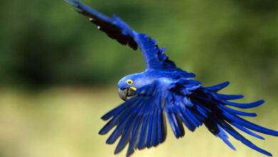 Blue Macaw