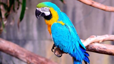 Blue and Gold Macaw