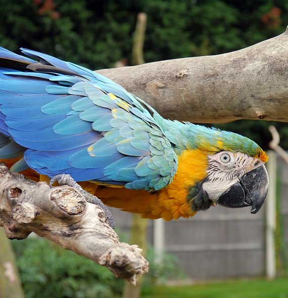 Blue and Gold Macaw Potential Problems