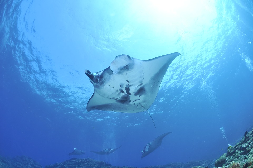 Manta rays