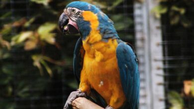 Blue Throated Macaw