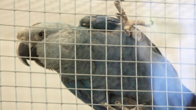 Spixs Macaw