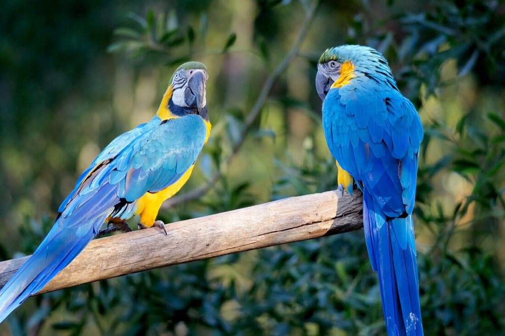 Types of Macaws: Species and Facts to Know About