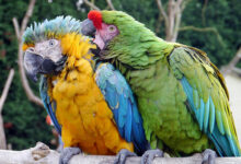 Types of Macaws