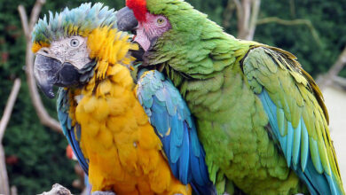 Types of Macaws