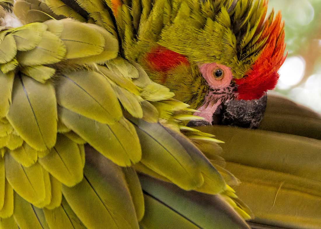 Red Fronted Macaw