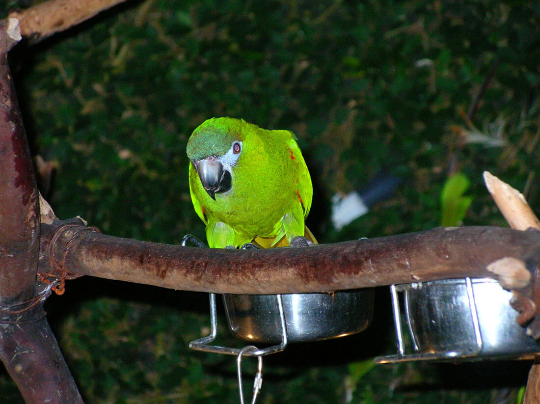 Hahn's Macaw