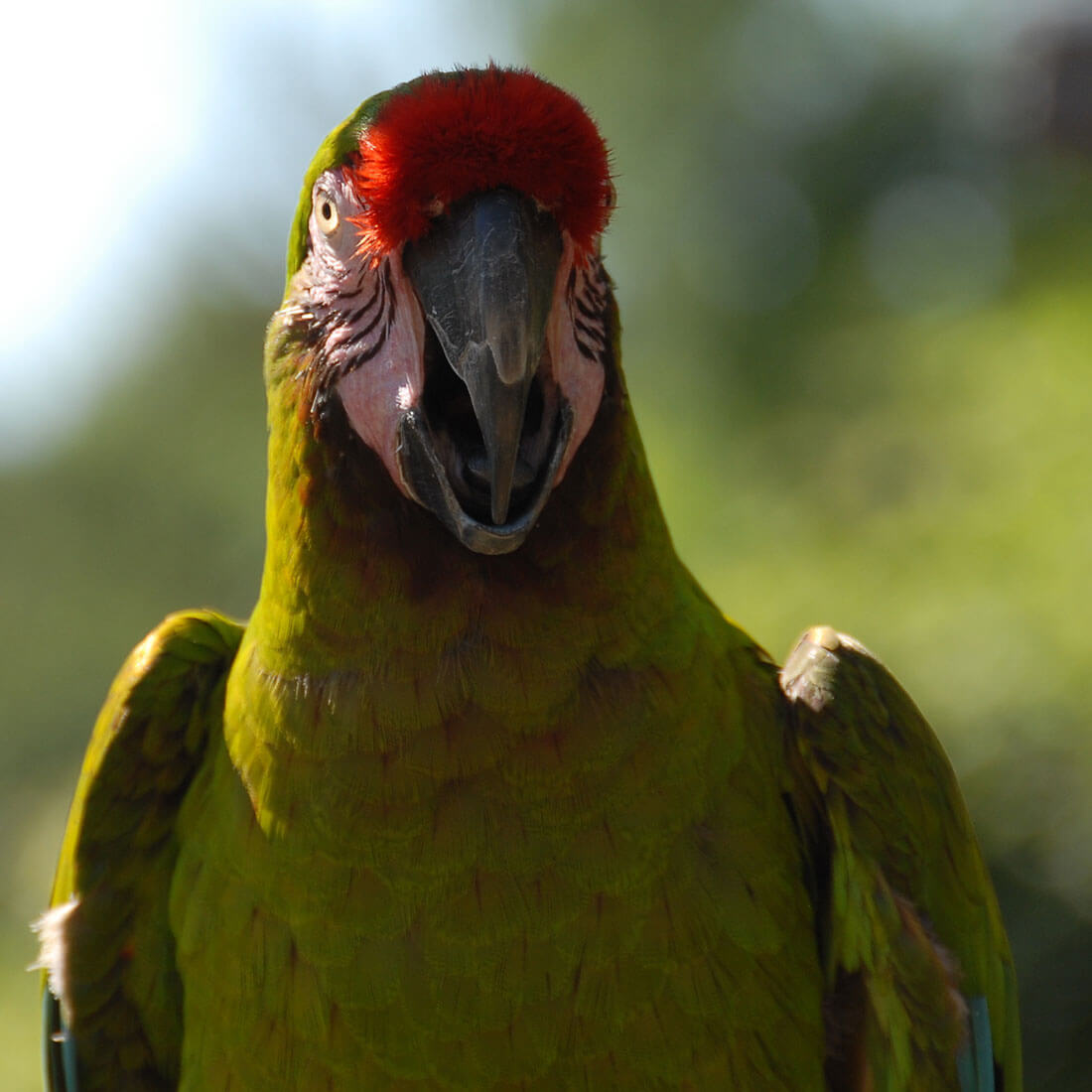 Military Macaw