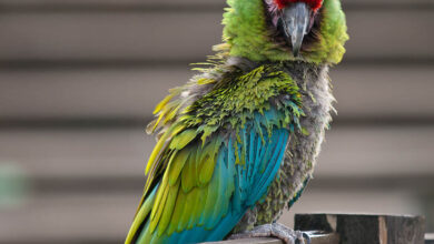 Military Macaw