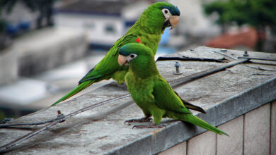 Red Shouldered Macaw