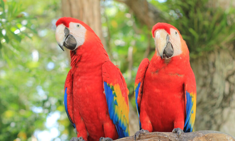 Scarlet Macaw