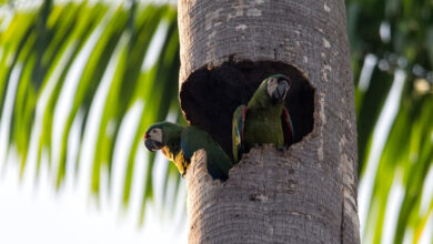 Chestnut Fronted Macaw