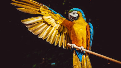 yellow and blue macaw