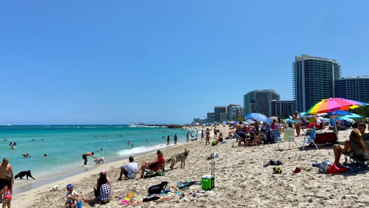 a popular and dog friendly Haulover Dog seaside 