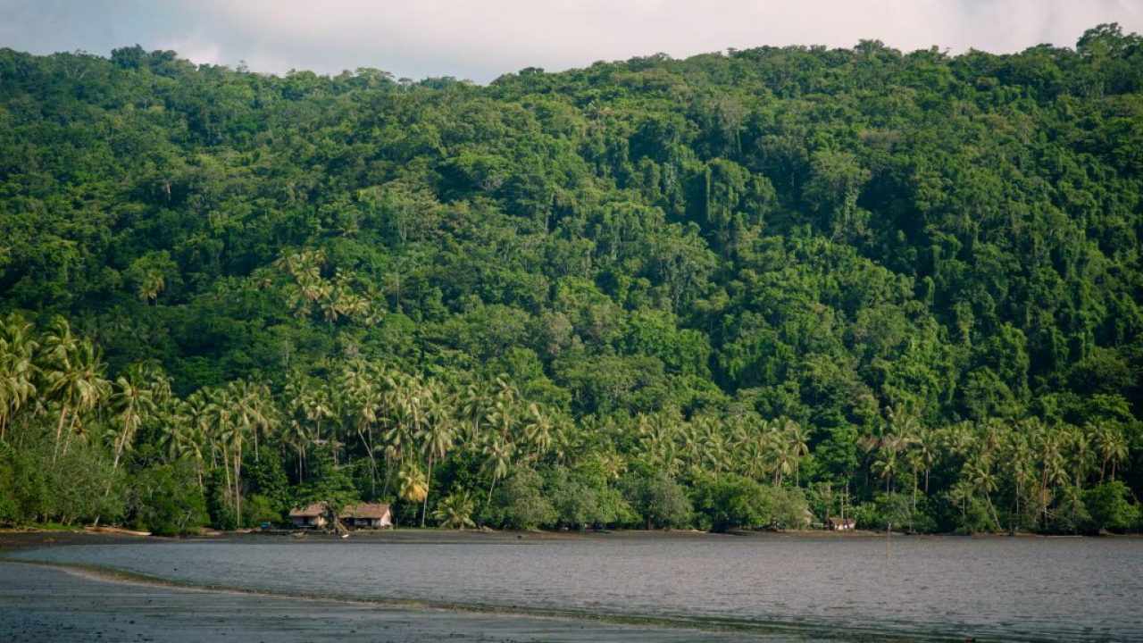 New Guinea Rainforest is the 4th largest tropical forest