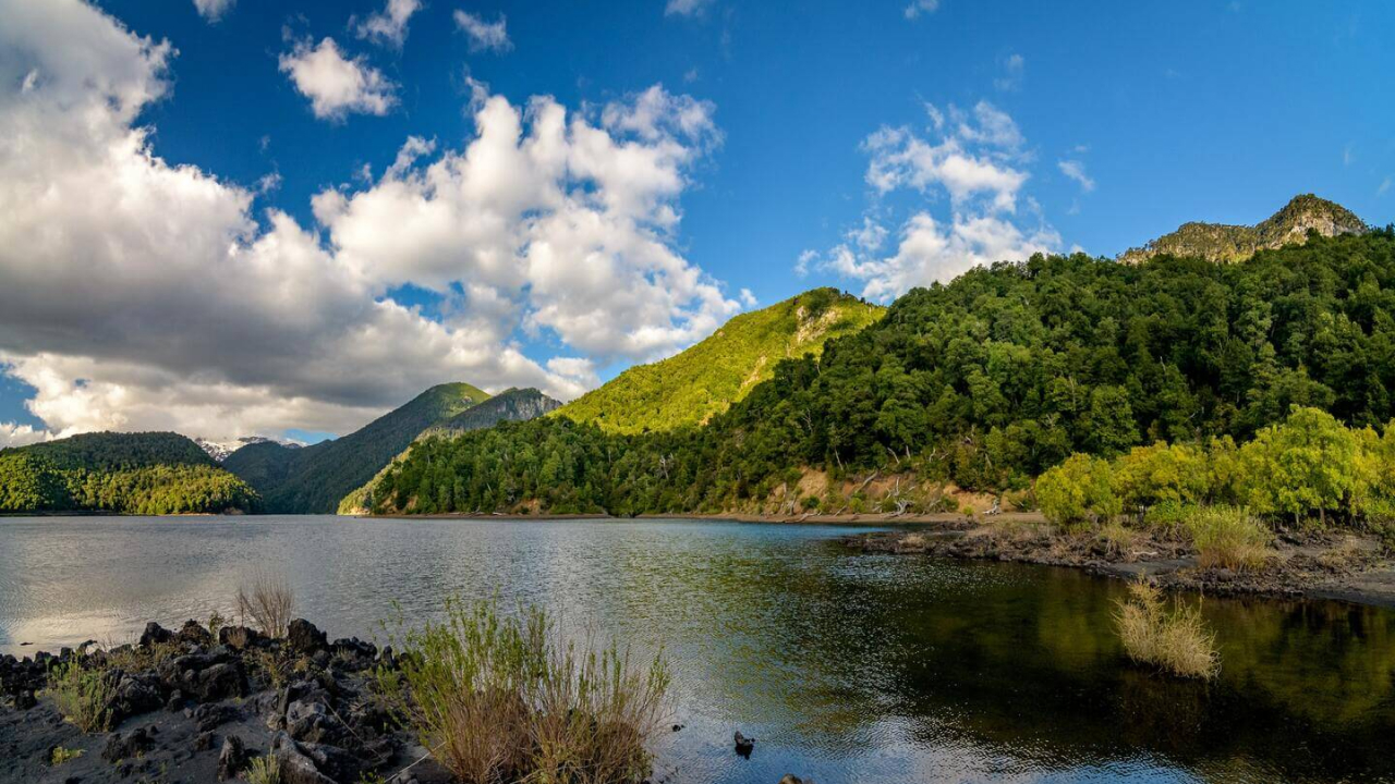 Valdivian temperate forests in Chile have mesmerizing views