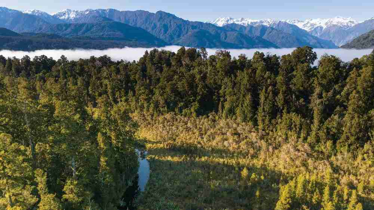 mesmerizing view of The Westland Temperate Forest