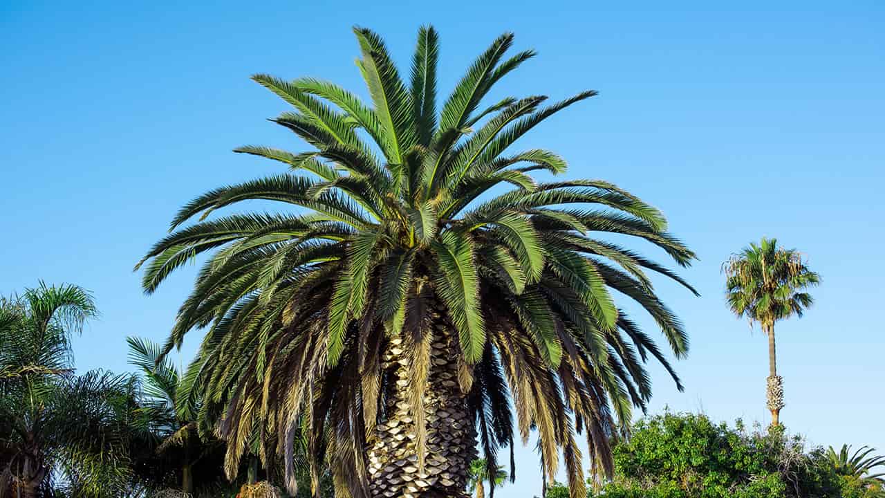 Acai Palm Tree is part of Rainforest plant life