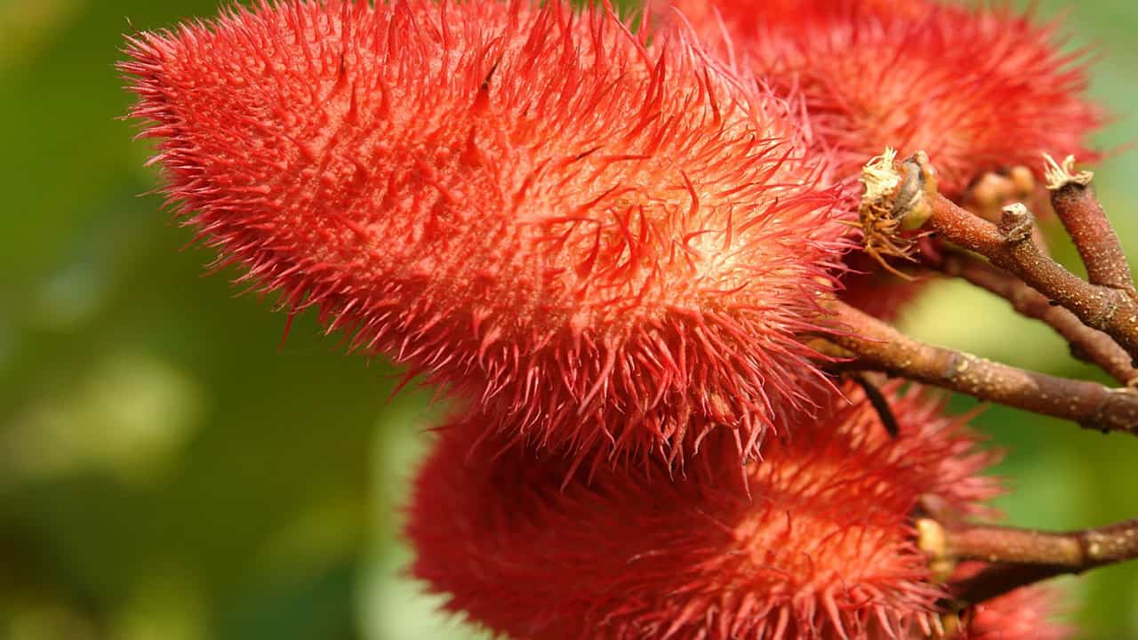 Achiote is a Tropical plant