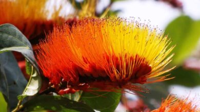 amazon rainforest plants