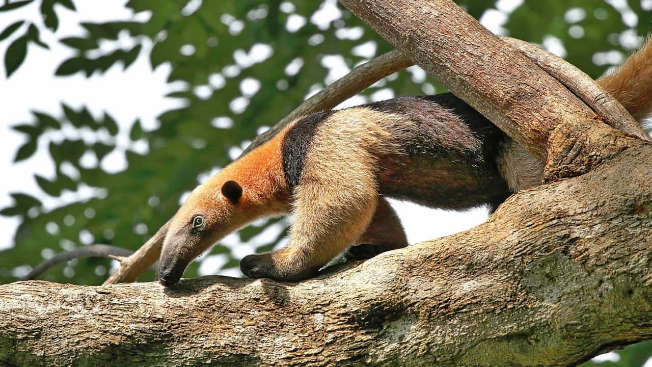 Anteaters are unique Amazon Rainforest animals