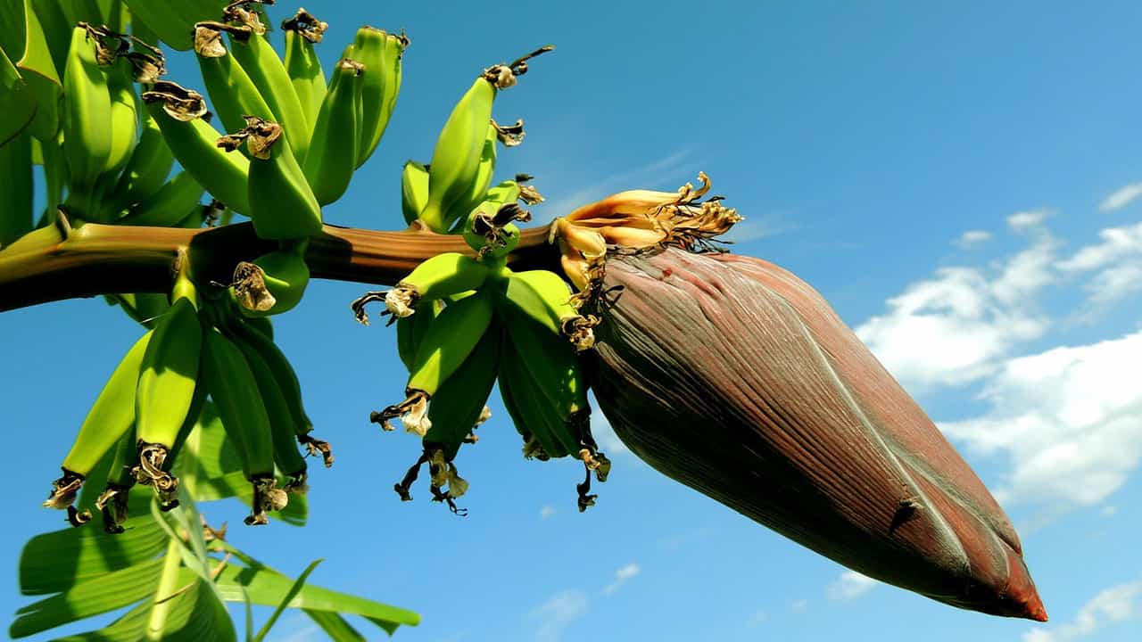 banana tree is a Tropical rainforest species