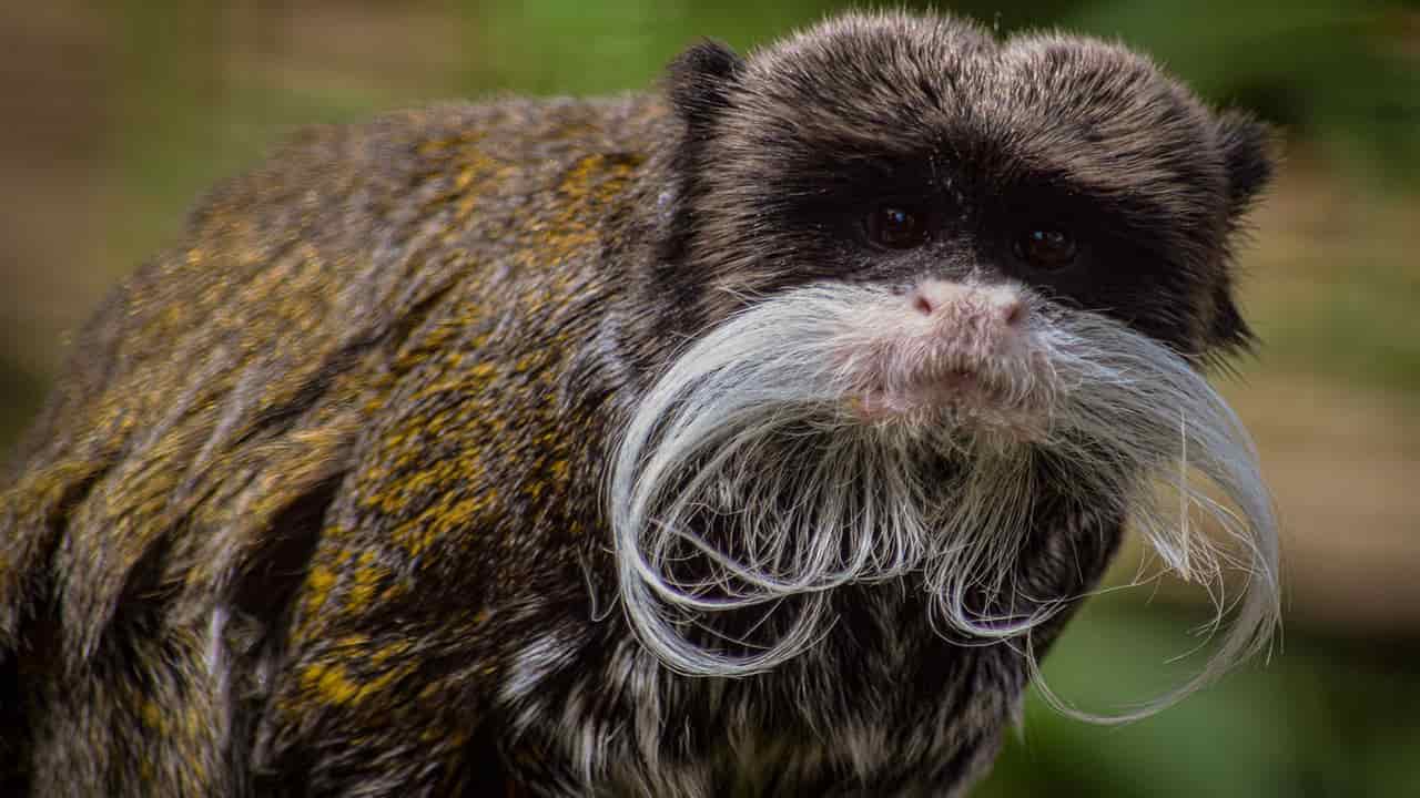 Bearded Emperor Tamarin is a unique species of monkey which lives in the jungle of amazon