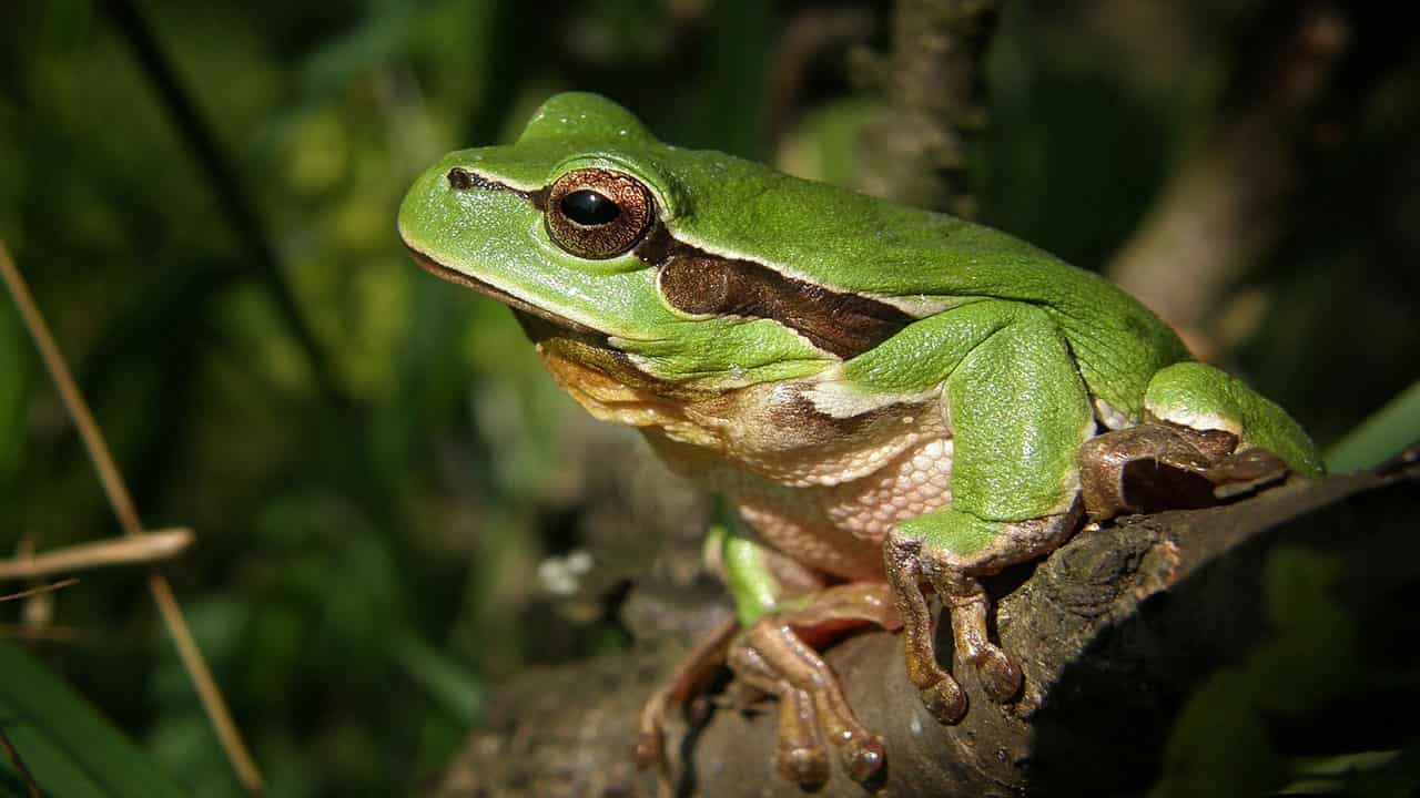 Bicolored Tree Frog is one of the fascinating creatures of the Amazonia