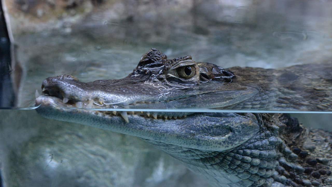 Black caiman is the largest Amazonian creatures