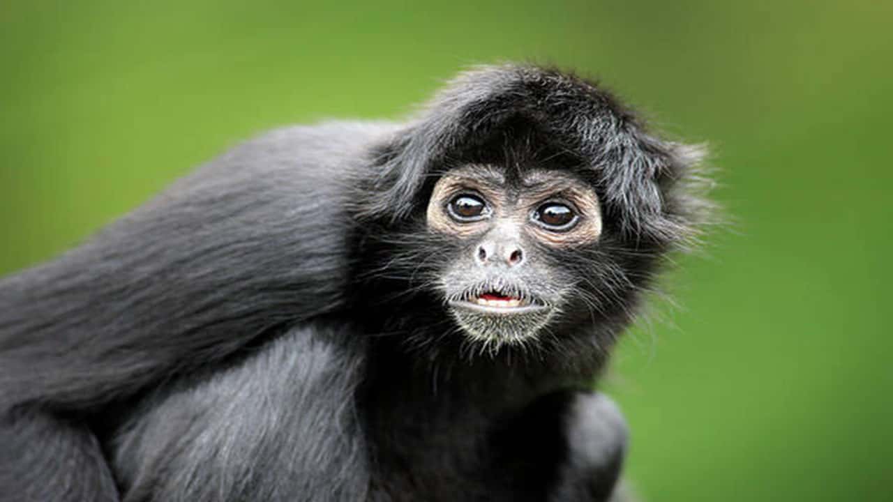 Black spider monkeys are fast-moving Tropical rainforest animals