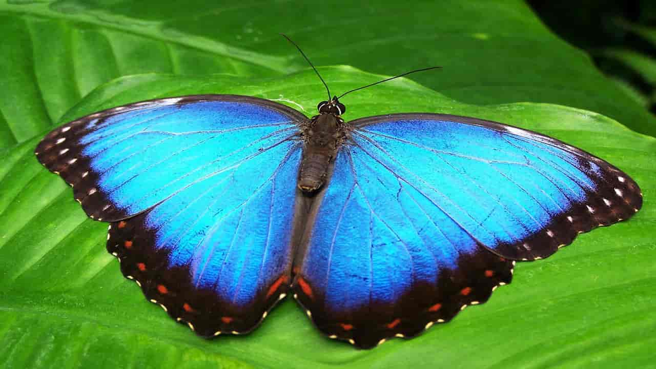  Blue Morpho Butterfly is the most beautiful and appealing insect in the Amazon Rainforest