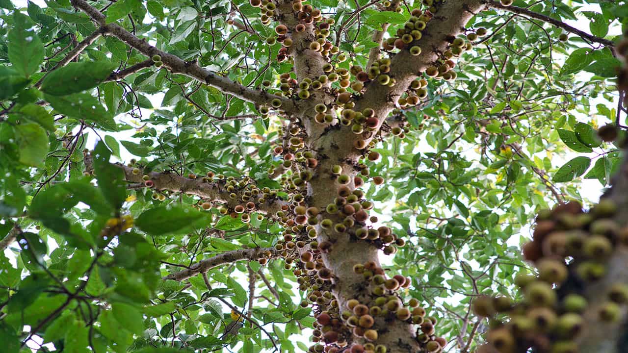 brazil nut tree is a Tropical rainforest species