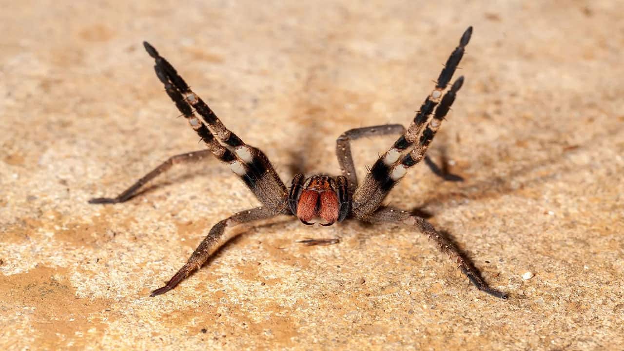 Brazilian wandering spider are highly poisonous and live in the amazon rainforest