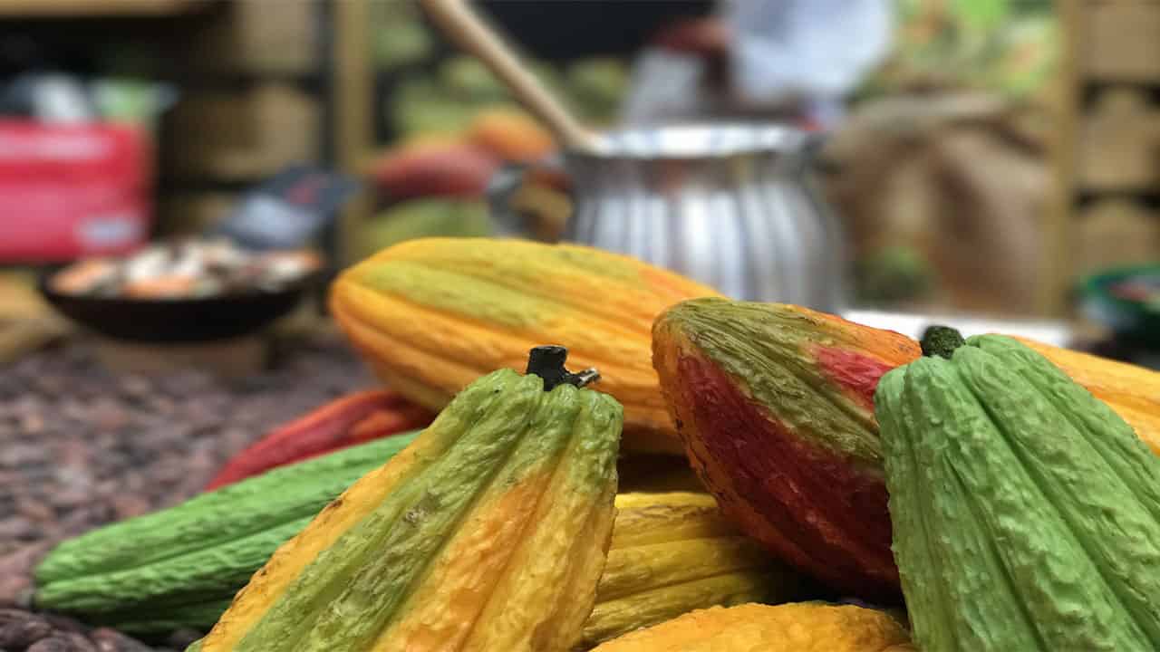 Cacao amazon rainforest plant