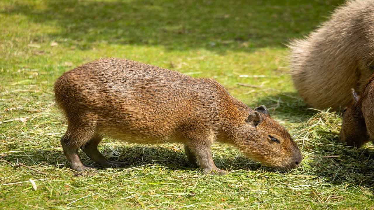 Capybara are the largest rodents of Amazonian