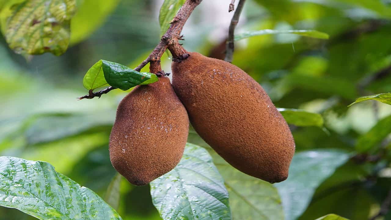 cupuaçu plants of amazon rainforest