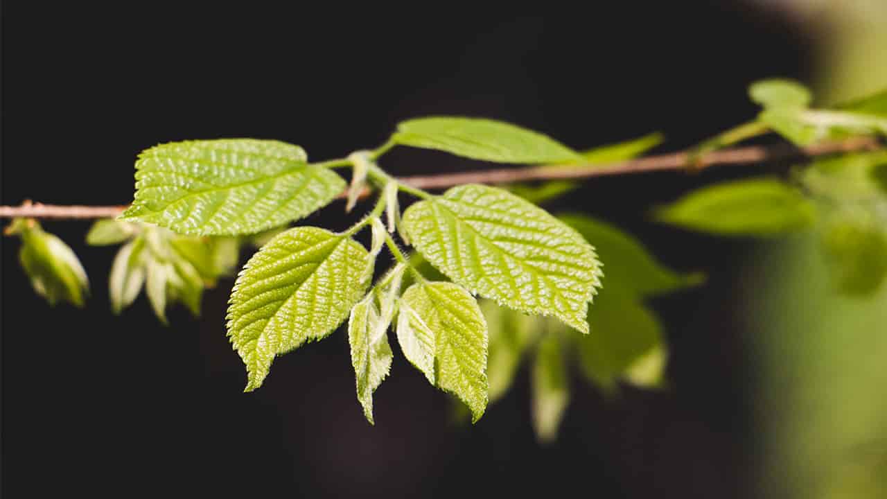 Curare plant is a Tropical rainforest plant