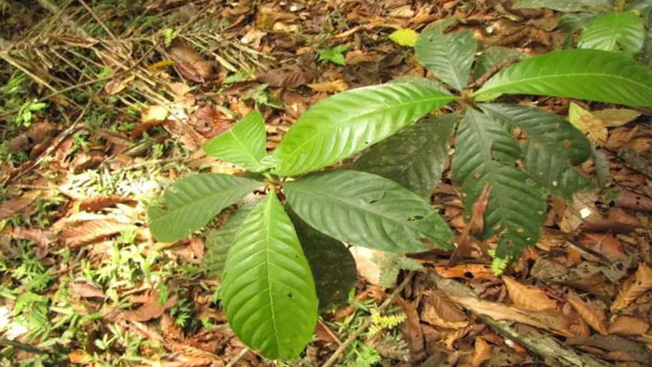 Devil’s Gardens is a Subtropical plant