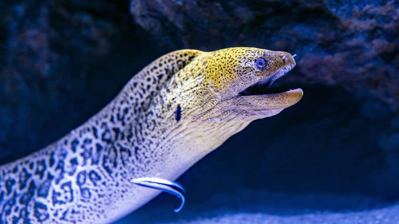 Electric Eel lives in the amazon river