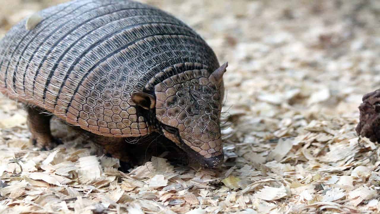 Giant Armadillo are the Amazon rainforest animals which are active at night