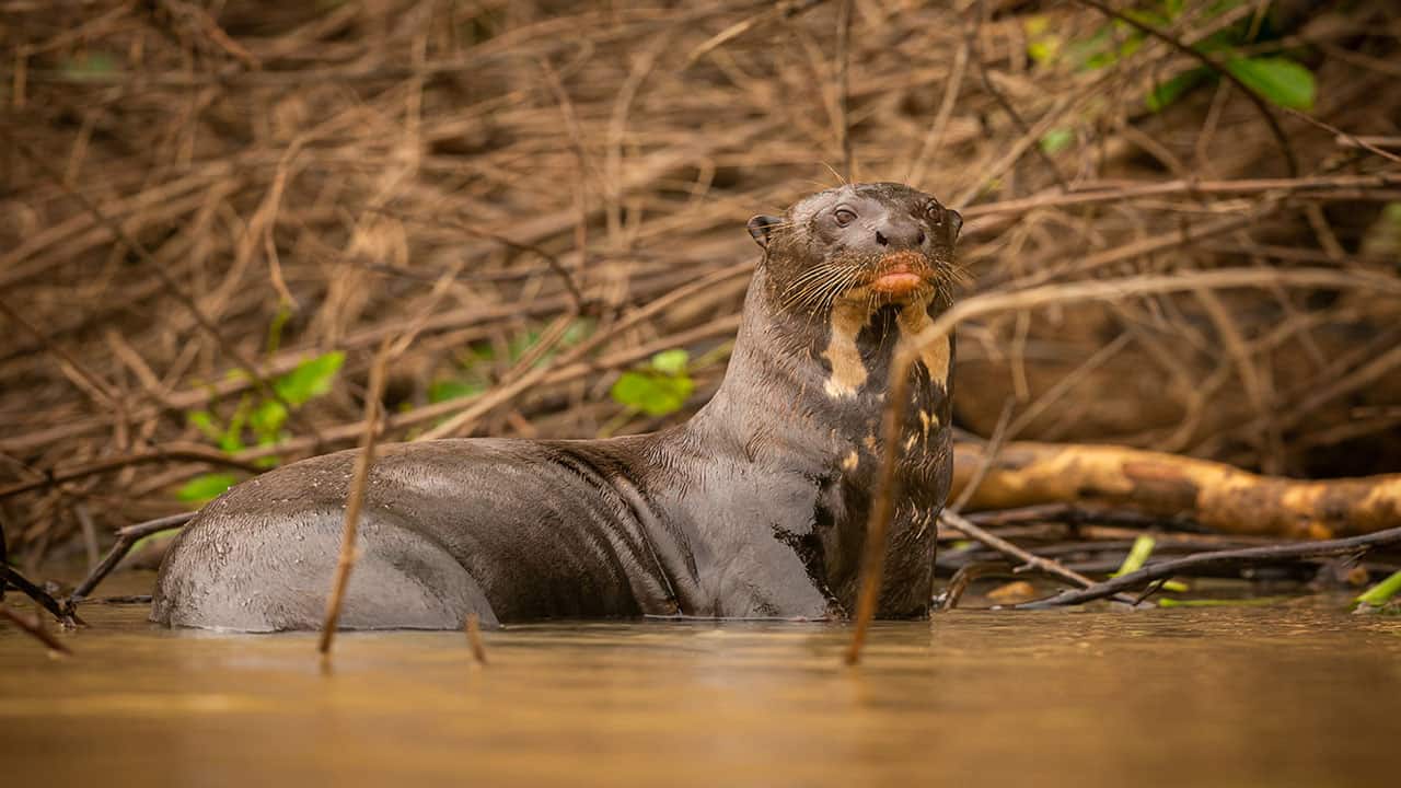 Giant river otters can only be found in the Amazon jungle