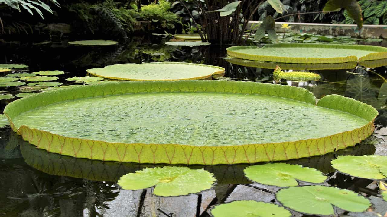 Giant Water Lily is the Amazonian flora