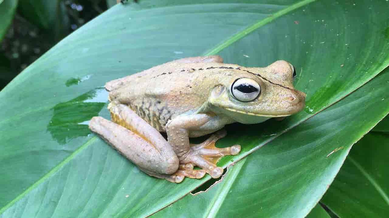 Gladiator Tree Frog has an attractive appearance