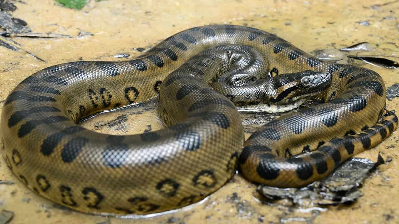 Green anacondas are Amazon jungle animals