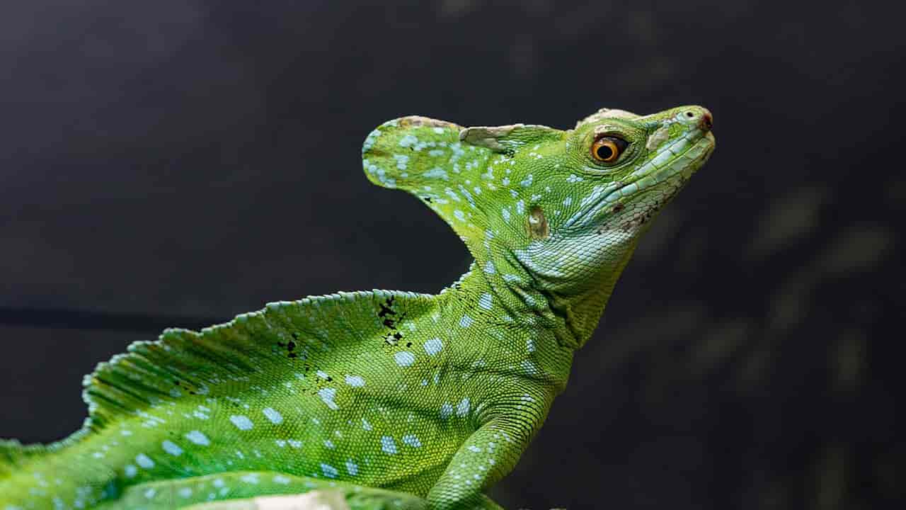 Green Basilisk Lizard has an amazing ability to run on the water