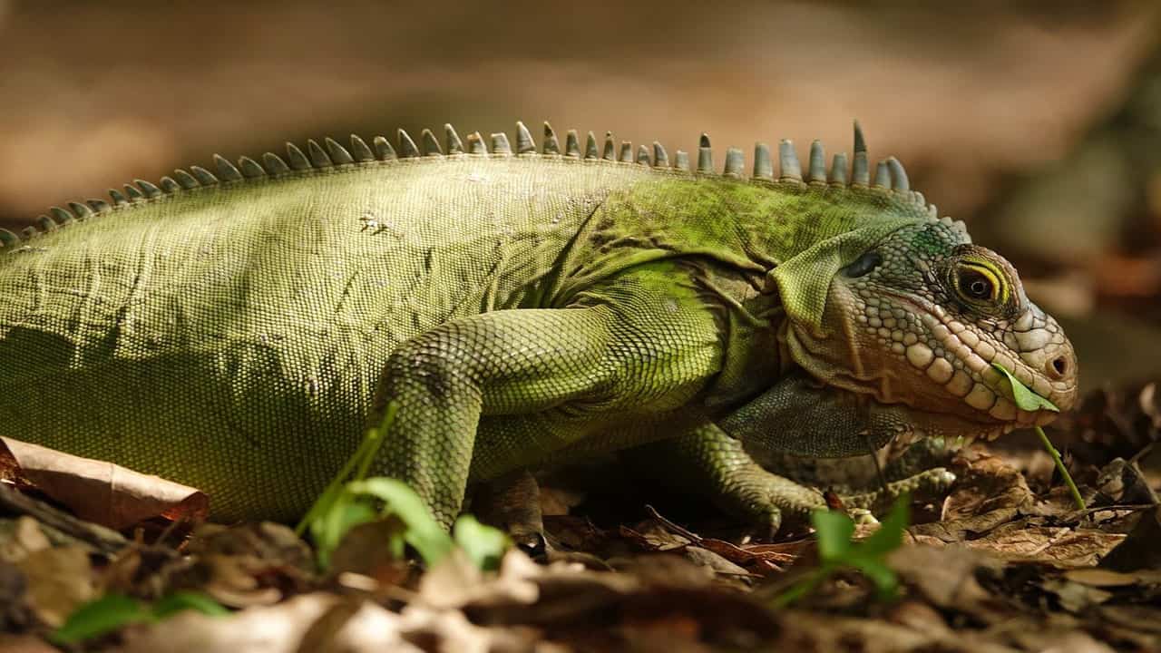 green iguana is a type of lizard