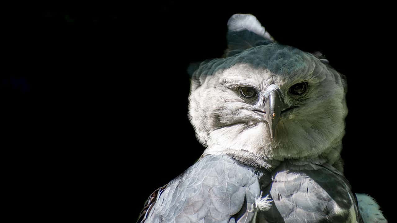 Harpy eagles are Amazonian species