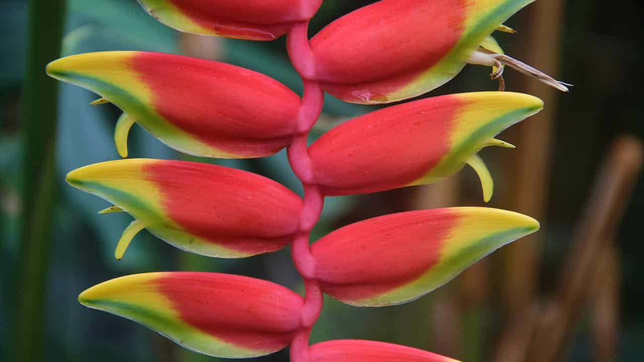 Heliconia is a Rainforest flora