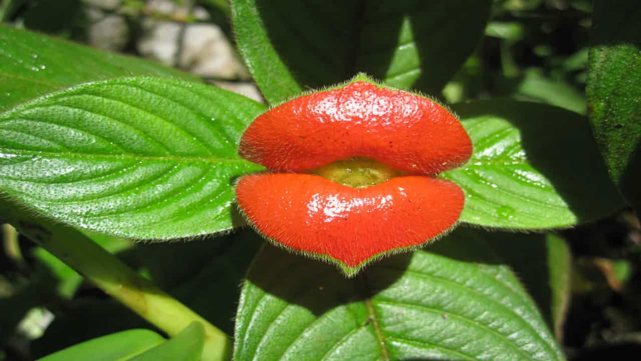 Hot Lips is an amazon Rainforest specie